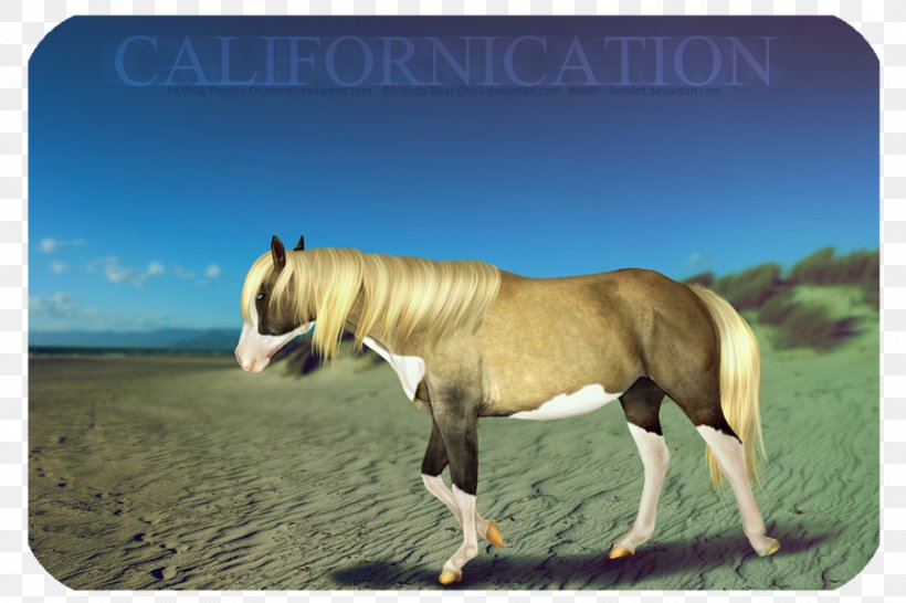 Mustang Stallion Mare Fauna Pack Animal, PNG, 900x600px, Mustang, Fauna, Grass, Horse, Horse Like Mammal Download Free