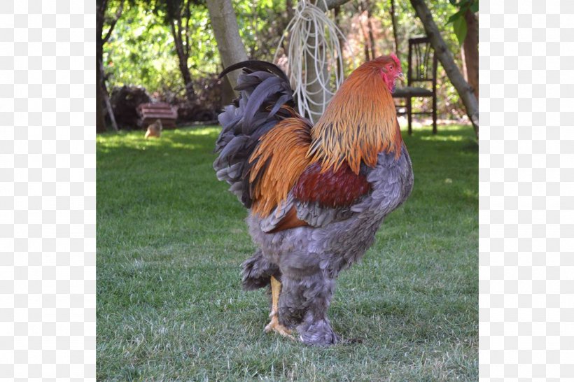 Rooster Brahma Chicken Cochin Chicken Malay Chicken Houdan Chicken, PNG, 1500x1000px, Rooster, Animal, Beak, Bird, Brahma Chicken Download Free