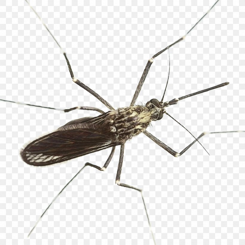 Vnr Services Chennai Insect, PNG, 1900x1900px, Mosquito Control, Anopheles Gambiae, Crane Flies, Dengue Fever, Disease Download Free