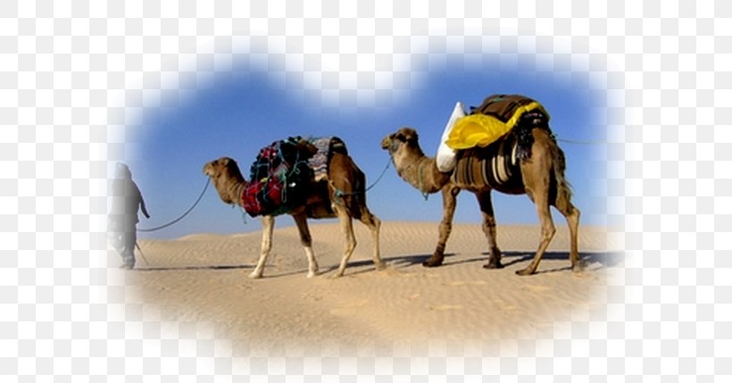 Dromedary Camel Train Sahara Tunisian Cuisine, PNG, 600x429px, Dromedary, Arabian Camel, Camel, Camel Like Mammal, Camel Train Download Free