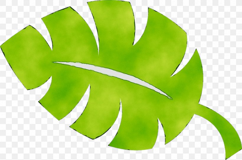 Leaf Green Plant Stem Plants, PNG, 1030x682px, Leaf, Botany, Flower, Green, Logo Download Free