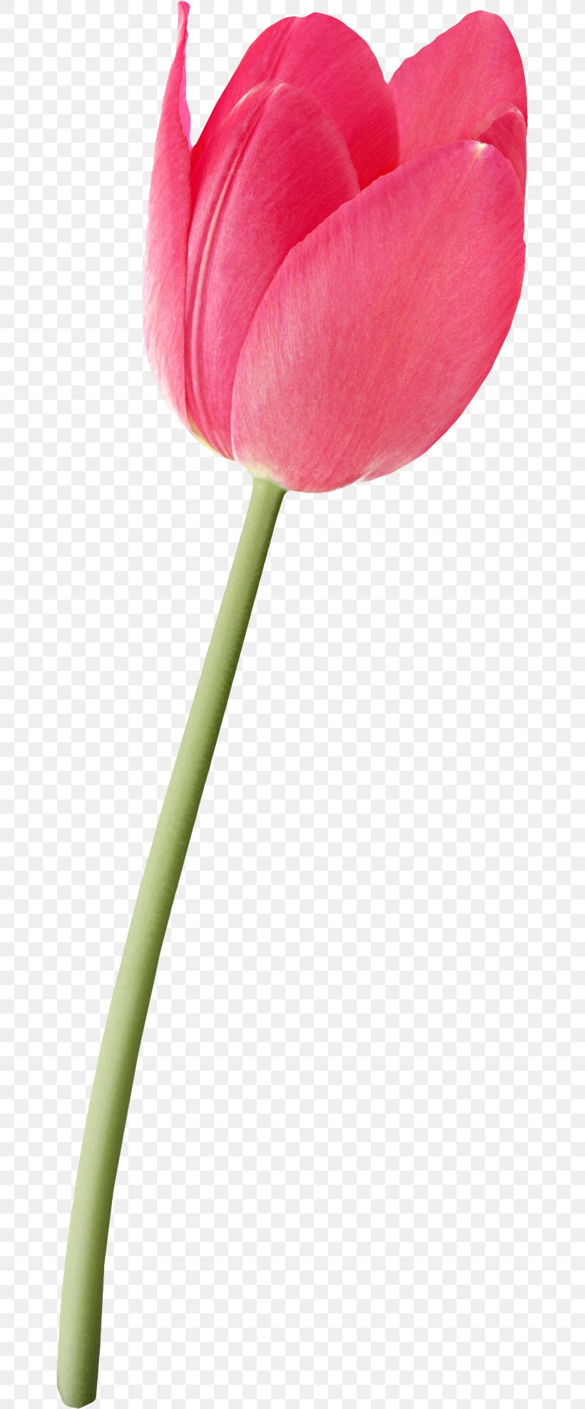 Tulip Flower Euclidean Vector Petal, PNG, 661x1974px, Tulip, Close Up, Color, Cut Flowers, Flower Download Free