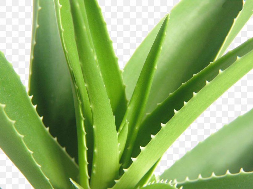 Aloe Vera Powder Aloin Extract Herb, PNG, 1024x768px, Aloe Vera, Aloe, Aloe Emodin, Aloin, Cactus Download Free