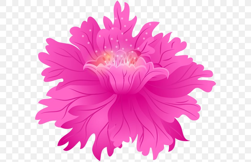Chrysanthemum Rose Pink Flowers Photography, PNG, 600x528px, Chrysanthemum, Aster, Blume, Chrysanths, Clothing Accessories Download Free