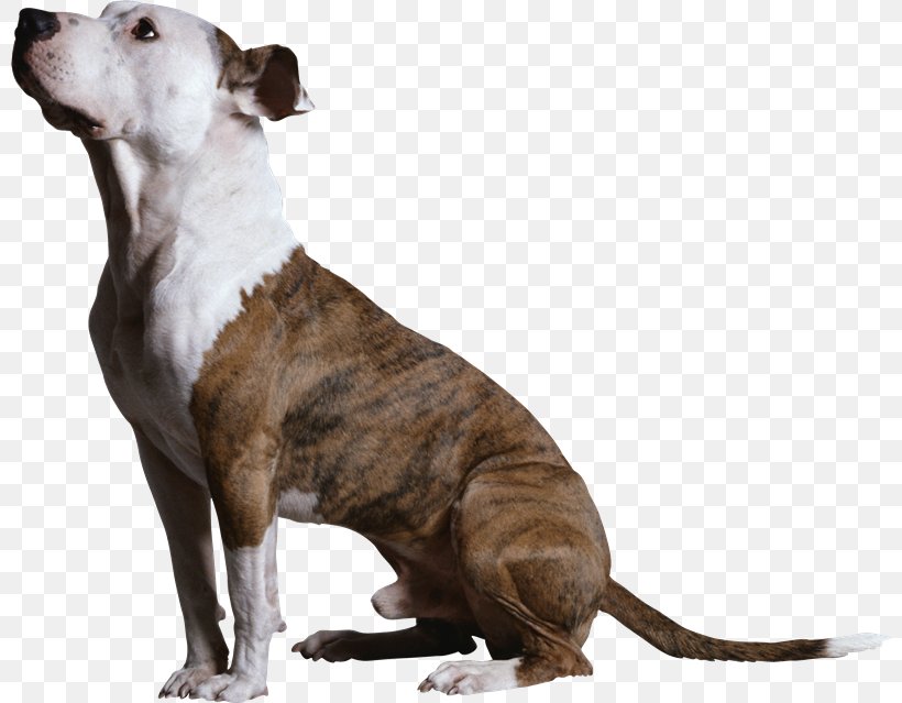 Clicker Training For Dogs Labrador Retriever Golden Retriever Puppy Competitive Obedience Training For The Small Dog, PNG, 800x639px, Clicker Training For Dogs, American Pit Bull Terrier, American Staffordshire Terrier, Animal, Carnivoran Download Free