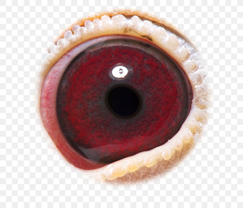 Eye Close-up, PNG, 700x700px, Eye, Close Up, Closeup, Iris Download Free