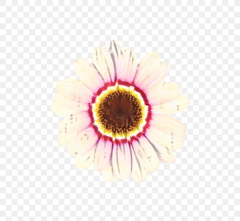 Flowers Background, PNG, 600x755px, Transvaal Daisy, Argyranthemum, Aster, Chrysanthemum, Closeup Download Free