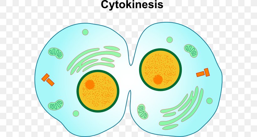 Mitosis/Cytokinesis Cell Division, PNG, 600x437px, Cytokinesis, Anaphase, Area, Biology, Cell Download Free