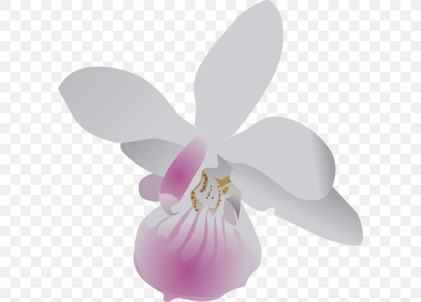 Orchids Free Content Clip Art, PNG, 594x588px, Orchids, Cattleya, Drawing, Flower, Flowering Plant Download Free