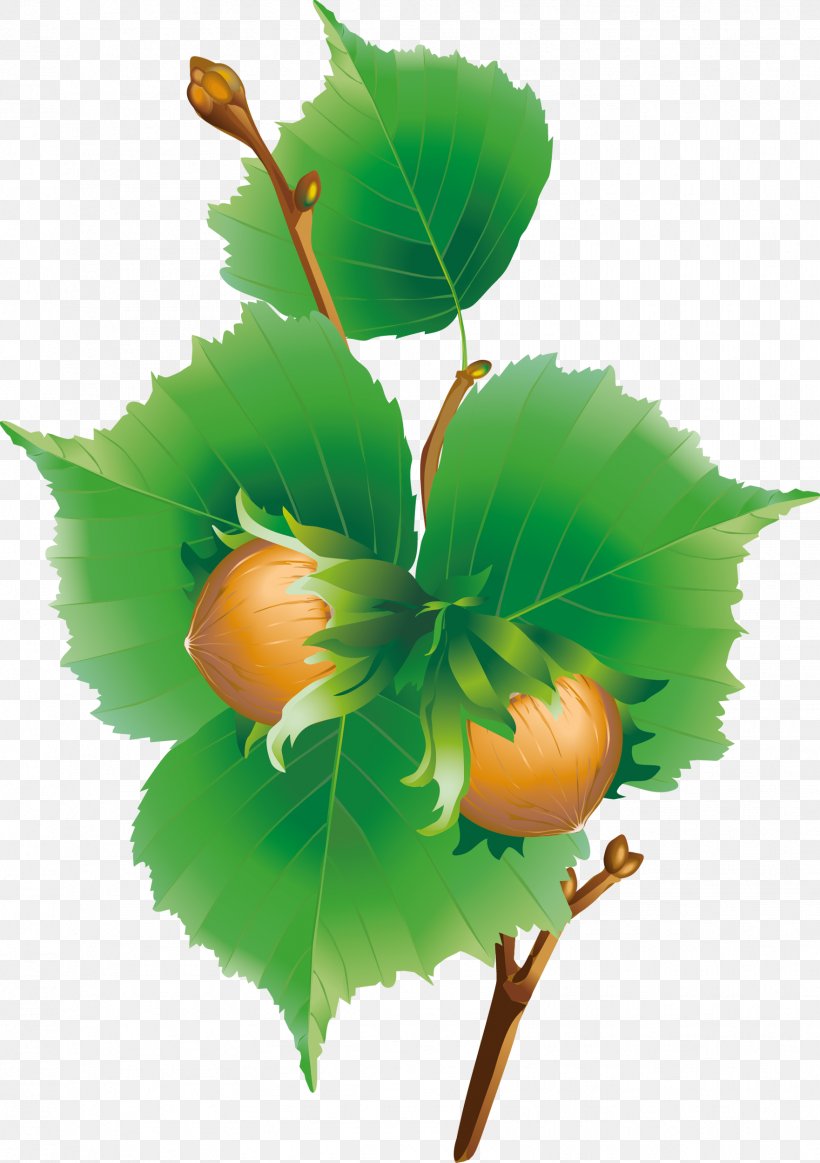 Sweet Chestnut Clip Art, PNG, 1762x2500px, Sweet Chestnut, Branch, Chestnut, European Horsechestnut, Flower Download Free