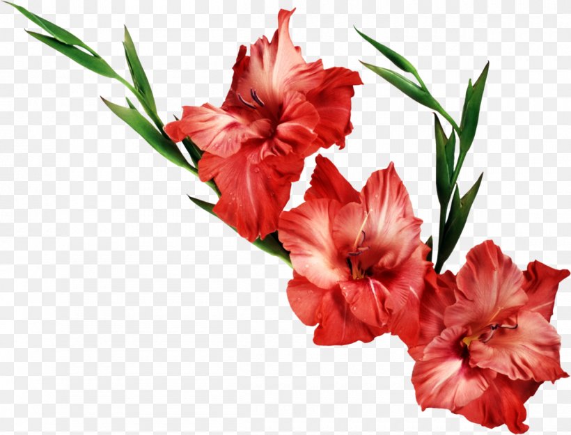 Gladiolus Flower Desktop Wallpaper Clip Art, PNG, 1200x916px, Gladiolus, Birth Flower, Carnation, Cut Flowers, Display Resolution Download Free
