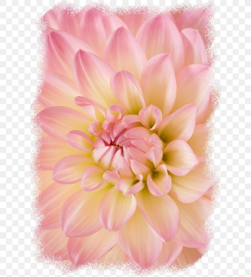 Image Photography Stock.xchng Design, PNG, 632x906px, Photography, Art, Bmo Centre, Camellia, Chrysanths Download Free