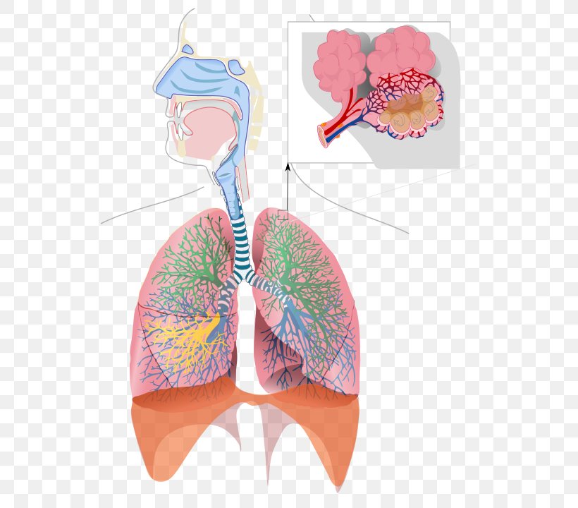 Respiratory System Breathing Respiratory Tract Bronchiole Lung, PNG, 533x720px, Watercolor, Cartoon, Flower, Frame, Heart Download Free