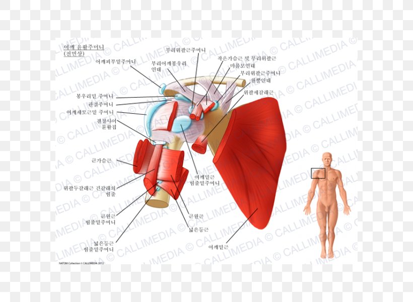 Synovial Bursa Subcoracoid Bursa Subacromial Bursa Subscapularis Muscle Shoulder, PNG, 600x600px, Watercolor, Cartoon, Flower, Frame, Heart Download Free