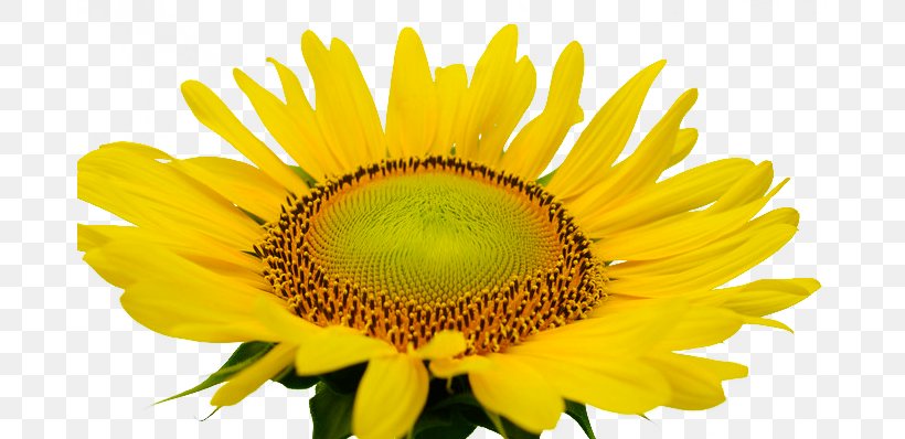 Common Sunflower, PNG, 680x398px, Common Sunflower, Daisy Family, Designer, Flower, Flowering Plant Download Free