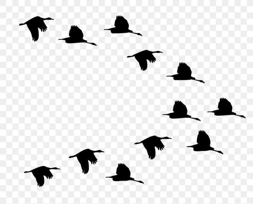 Duck Mallard Bird American Pekin Flight, PNG, 1000x807px, Duck, American Pekin, Animal, Animal Migration, Beak Download Free
