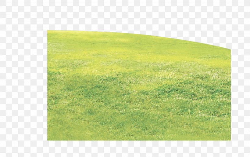 Grass, PNG, 2580x1619px, Lawn, Family, Grass, Grass Family, Grasses Download Free