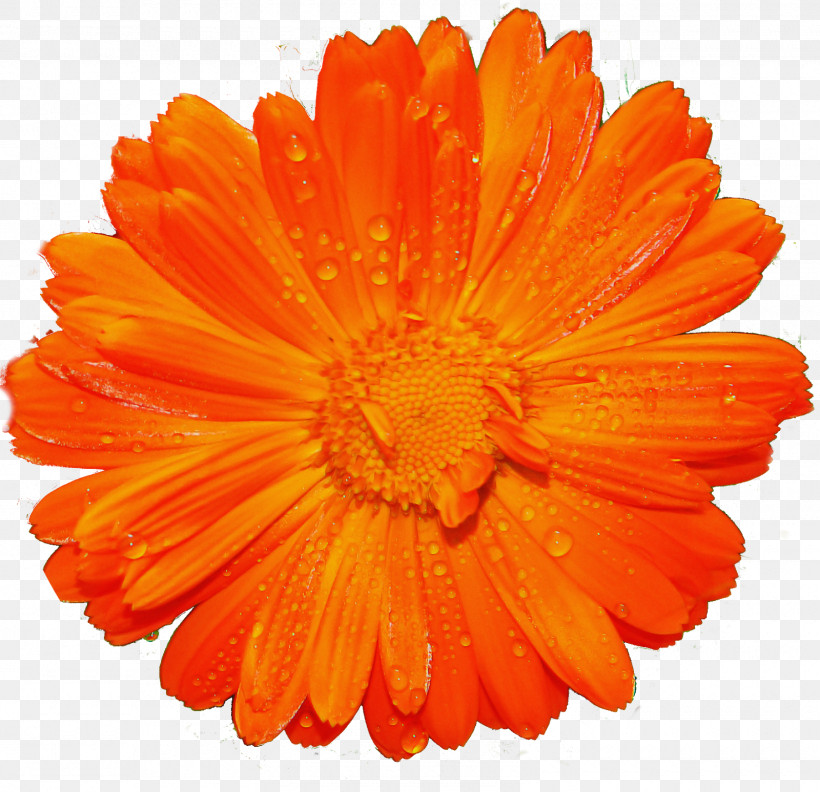 Orange, PNG, 1600x1547px, Barberton Daisy, Calendula, Cut Flowers, English Marigold, Flower Download Free