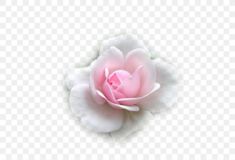 Garden Roses Flower Cabbage Rose Love Sadness, PNG, 488x561px, Garden Roses, Cabbage Rose, Camellia, Courage, Cut Flowers Download Free