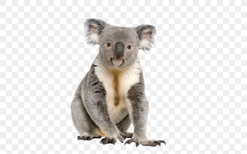 Koala Bear Cuteness, PNG, 512x512px, Koala, Animal, Bear, Cuteness, Fauna Download Free