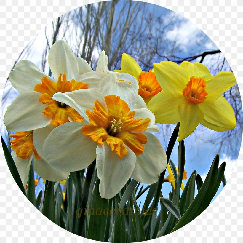 Narcissus, PNG, 1598x1598px, Narcissus, Amaryllis Family, Flower, Flowering Plant, Petal Download Free