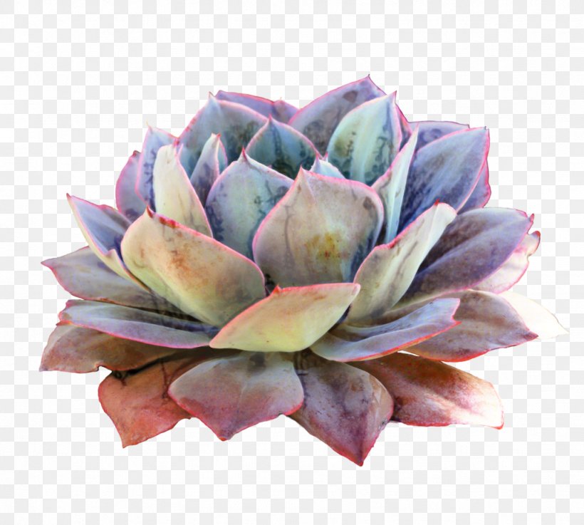 Pink Flower Cartoon, PNG, 1023x920px, Succulent Plant, Agave, Artichoke, Cactus, Century Plant Download Free