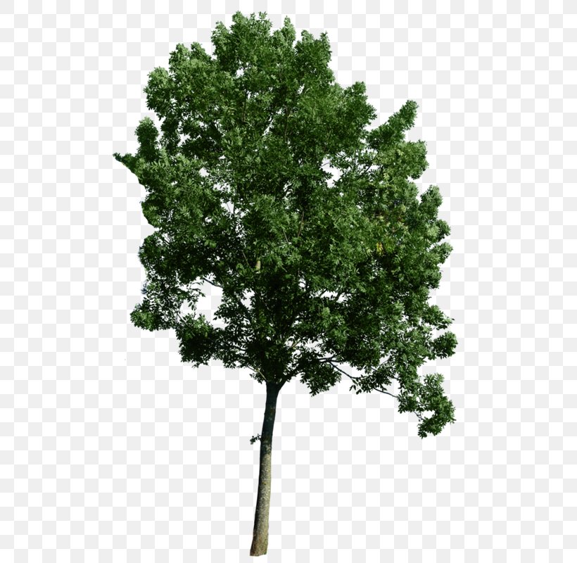 Tree Clip Art, PNG, 513x800px, Tree, Branch, Evergreen, Image Resolution, Leaf Download Free