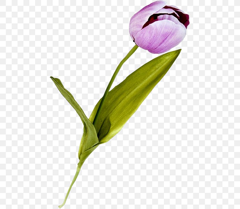 Tulip Lilac Cut Flowers Plant Stem Purple, PNG, 482x715px, Tulip, Bud, Cut Flowers, Diary, Flower Download Free