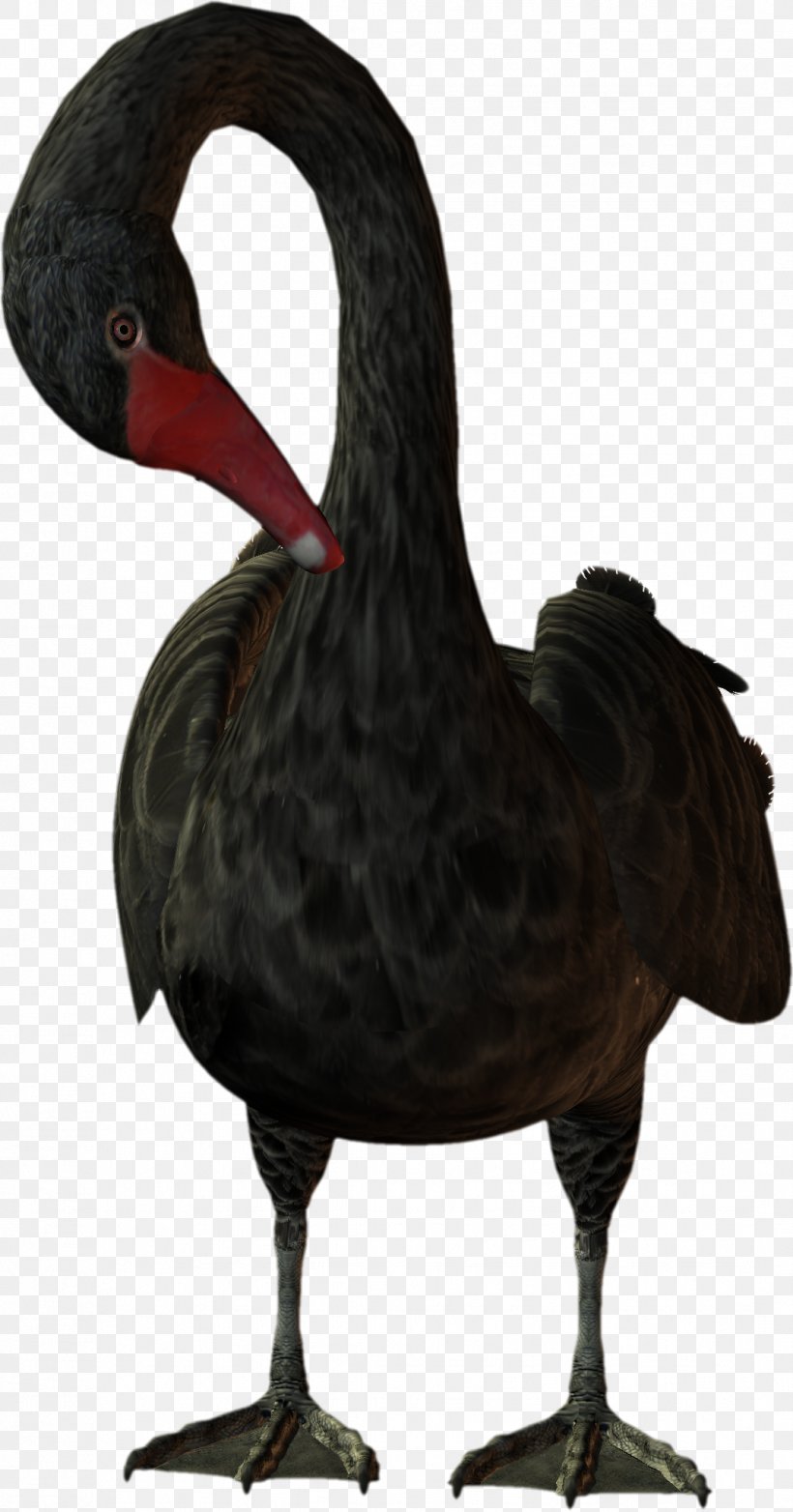 Bird Cygnini Duck Goose, PNG, 1071x2043px, Bird, Anseriformes, Beak, Black Swan, Cygnini Download Free