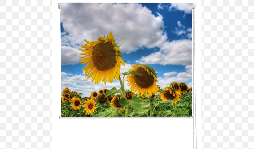 Common Sunflower Royalty-free Stock Photography, PNG, 591x483px, Common Sunflower, Agriculture, Book, Daisy Family, Field Download Free
