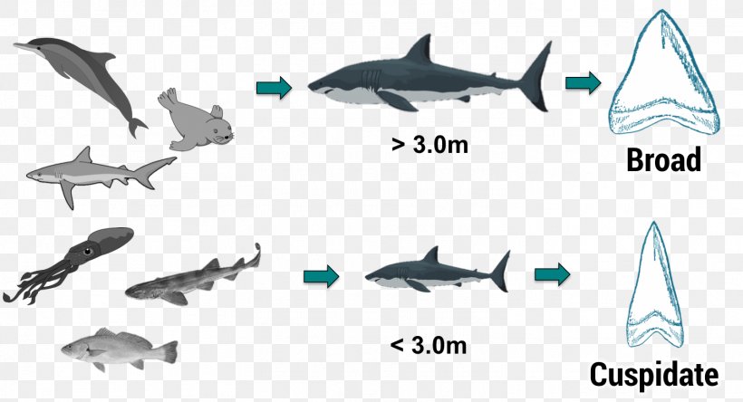 Great White Shark Marine Mammal Guadalupe Island Shark Tooth, PNG, 1504x815px, Shark, Alopias, Animal, Animal Figure, Cartilaginous Fish Download Free