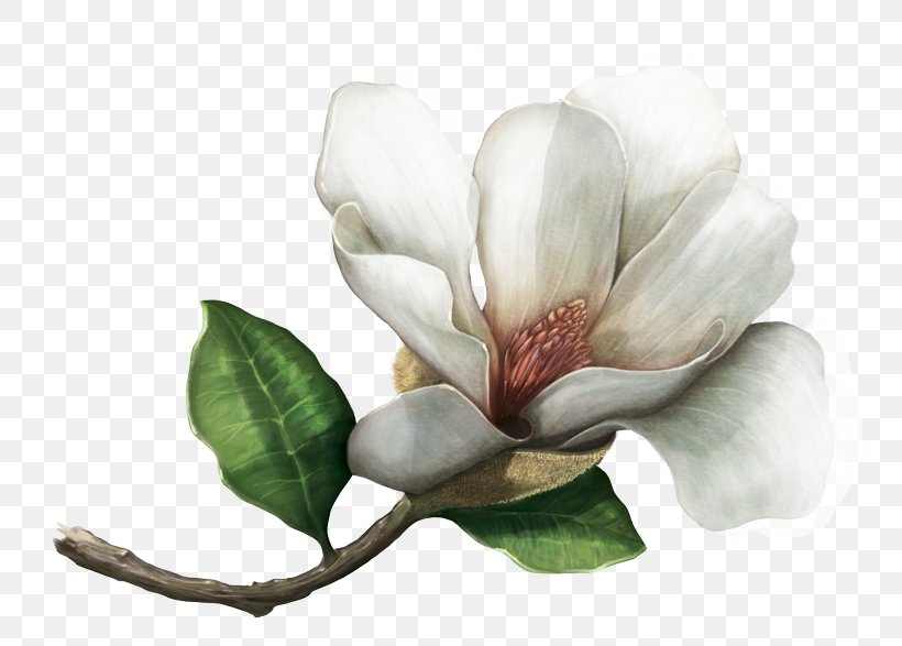 Southern Magnolia Magnolia Colombiana Magnolia Mahechae Species Magnoliids, PNG, 800x587px, Southern Magnolia, Biodiversity, Biology, Blossom, Botany Download Free