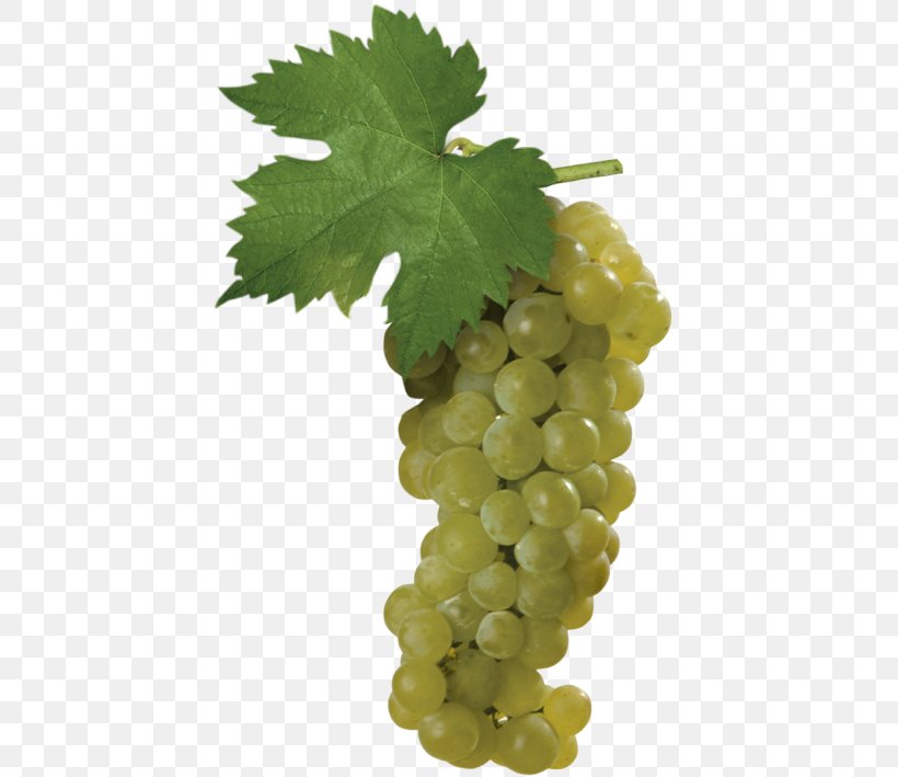 Sultana Muscat Blanc à Petits Grains Müller-Thurgau Wine, PNG, 595x709px, Sultana, Chardonnay, Common Grape Vine, Cultivar, Food Download Free