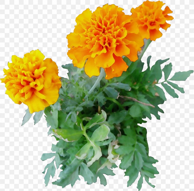 Flower Flowering Plant Tagetes English Marigold Tagetes Patula, PNG, 1539x1521px, Watercolor, Annual Plant, Calendula, English Marigold, Flower Download Free
