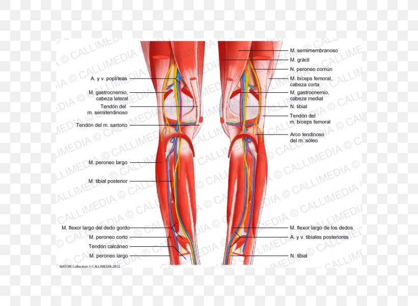 Knee Muscle Muscular System Fibula Crus, PNG, 600x600px, Watercolor, Cartoon, Flower, Frame, Heart Download Free