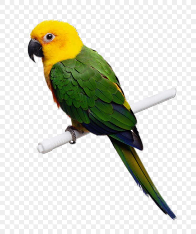Parrot Lovebird Budgerigar Parakeet, PNG, 768x980px, Parrot, Beak, Bird, Blueandyellow Macaw, Budgerigar Download Free