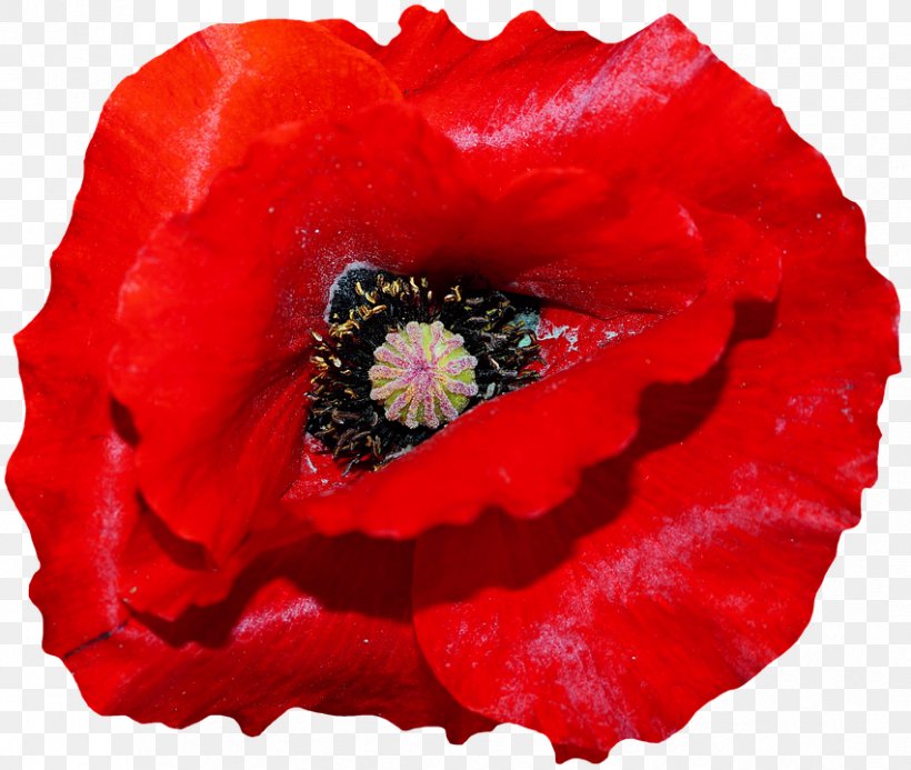 Remembrance Poppy Armistice Day Common Poppy The Royal British Legion, PNG, 851x720px, Poppy, Annual Plant, Armistice Day, Common Poppy, Coquelicot Download Free
