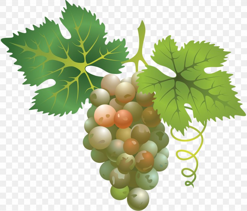 Sultana Sauvignon Blanc Cabernet Sauvignon Wine Pinot Noir, PNG, 4848x4148px, Sultana, Cabernet Sauvignon, Common Grape Vine, Food, Fruit Download Free