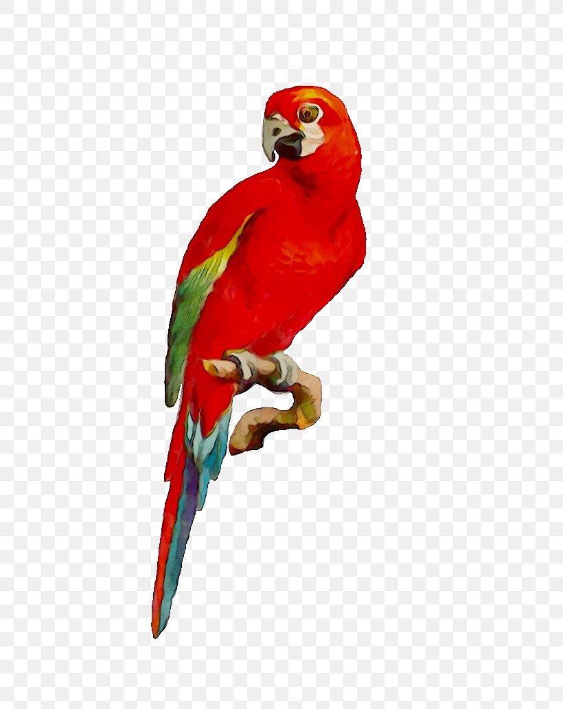 Bird Macaw Image Parakeet Loriini, PNG, 722x1032px, Bird, Animal, Beak, Budgie, Gift Download Free