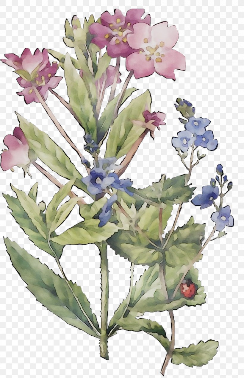 Common Sage Lavender Herbaceous Plant Plant Stem Subshrub, PNG, 999x1547px, Common Sage, Borage Family, Flower, Flowering Plant, Herbaceous Plant Download Free