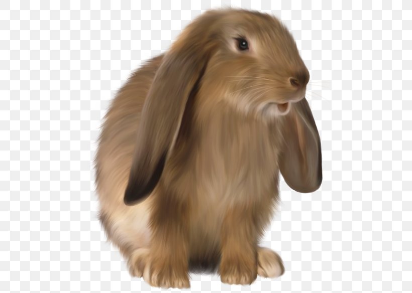 Domestic Rabbit Lop Rabbit Rex Rabbit Hare Holland Lop, PNG, 500x584px, Domestic Rabbit, Dwarf Rabbit, Fur, Hare, Holland Lop Download Free