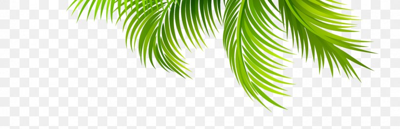 Leaf Arecaceae Coconut Clip Art, PNG, 1374x447px, Leaf, Arecaceae, Arecales, Branch, Coconut Download Free
