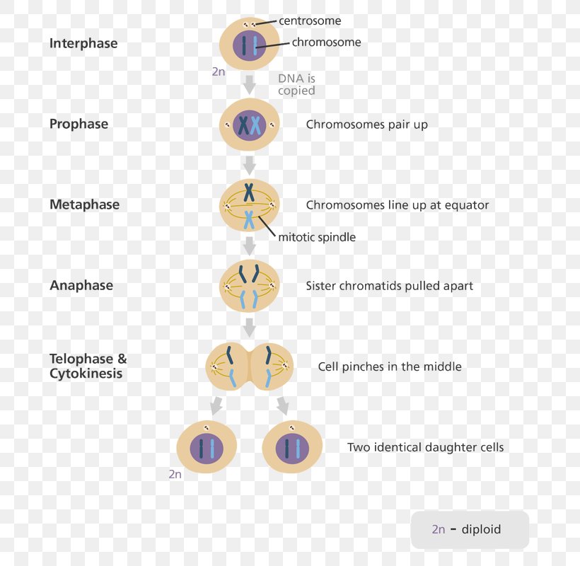 Mitosis And Meiosis Cell Division, PNG, 727x800px, Mitosis And Meiosis, Anaphase, Body Jewelry, Cell, Cell Cycle Download Free