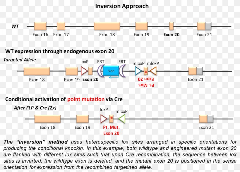 Document Line Angle, PNG, 1024x735px, Document, Area, Diagram, Paper, Parallel Download Free