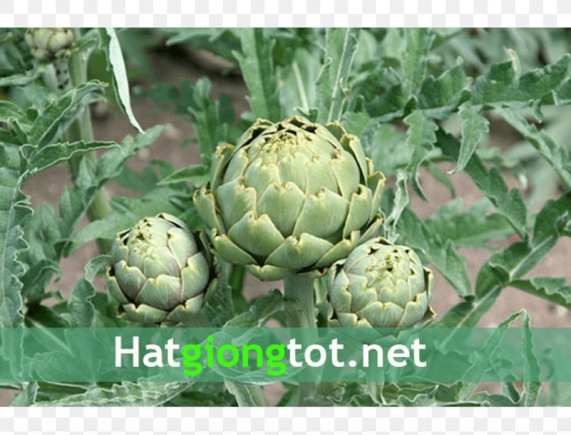 Jerusalem Artichoke Plant Bud Seed, PNG, 870x664px, Artichoke, Bud, Cynara, Edible Flower, Flower Download Free