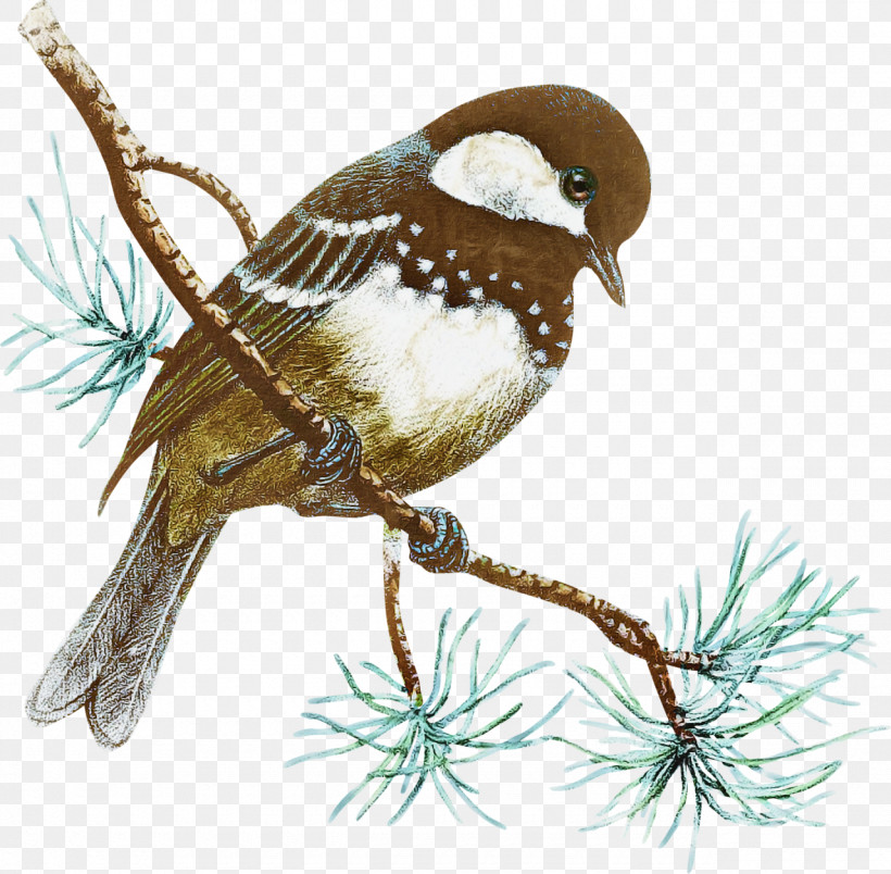 Bird Wren Perching Bird Branch Sparrow, PNG, 1280x1256px, Bird, Beak, Branch, Carolina Wren, Chickadee Download Free