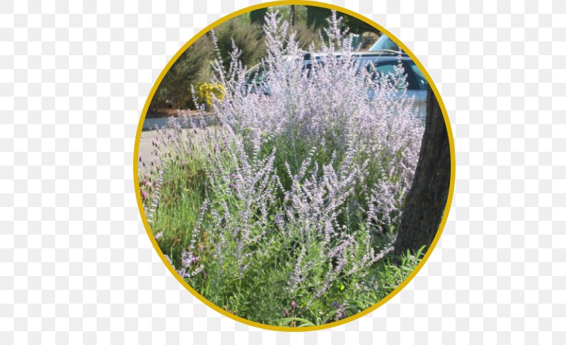 English Lavender French Lavender Plants Bee Subshrub, PNG, 500x500px, English Lavender, Bee, Common Daisy, Davis, French Lavender Download Free