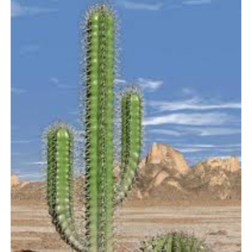 Sahara Cactaceae Desert Succulent Plant Ferocactus, PNG, 1024x1024px, Sahara, Acanthocereus Tetragonus, Barrel Cactus, Biome, Cactaceae Download Free