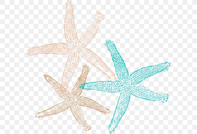 Sand Dollar Starfish Clip Art, PNG, 600x558px, Sand Dollar, Body Jewelry, Drawing, Echinoderm, Invertebrate Download Free
