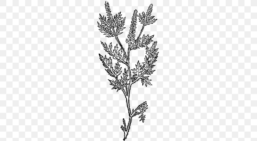 Zeus Ragweed Iliad Plant Stem CollectedPapers, PNG, 560x450px, Zeus, Black And White, Branch, Drawing, Family Download Free